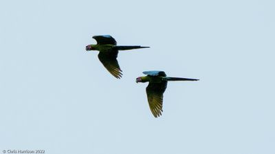 Great Green Macaw