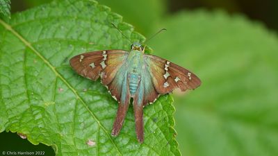 Urbanus esmeraldaEsmeralda Longtail