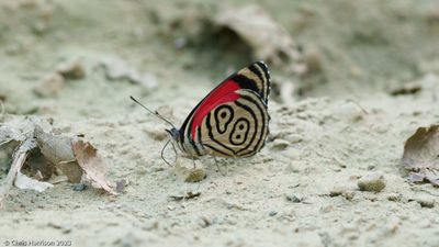 Nymphalidae - Brush-footed Butterflies