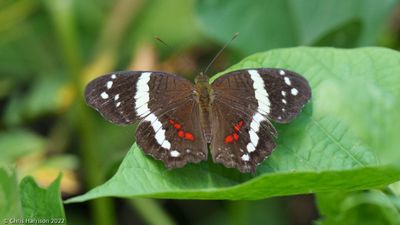 Anartia fatimaBanded Peacock