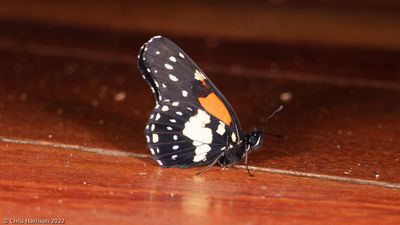 Chlosyne gaudialisGaudy Checkerspot 