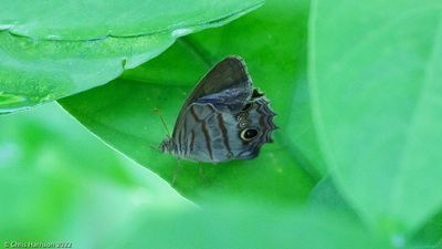 Magneuptychia libyeBlue-Gray Satyr