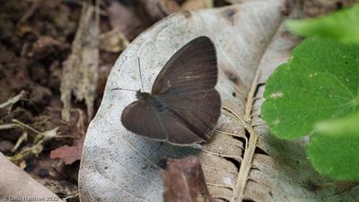 Satyrs, Morphos, and Allies
