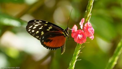 Heliconius hecale zuleikaTiger Longwing
