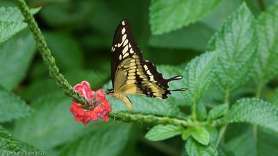Papilionidae - Swallowtails