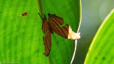 Daggerwings and Map Butterflies