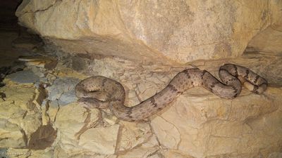 Crotalus lepidusTX, Culberson CountyGuadalupe Mts.