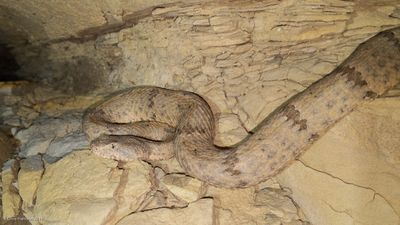 Rock Rattlesnakes