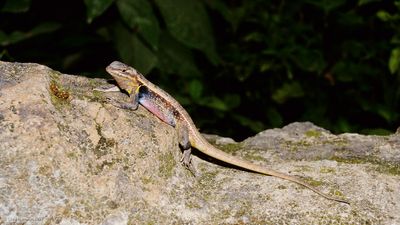Sceloporus variabilisRose-bellied Lizard
