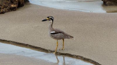 Beach Stone-curlew