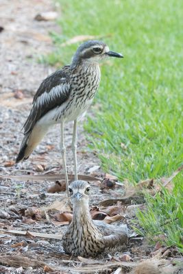 Thick-knees and Stone-curlews