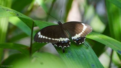 Papilio canopusCanopus Swallowtail