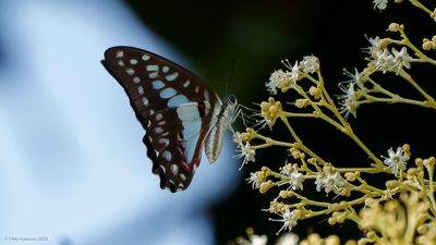 Graphium eurypylusGreat Jay