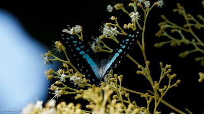 Graphium eurypylusGreat Jay