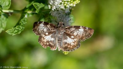 Chiothion georginaWhite-patched Skipper