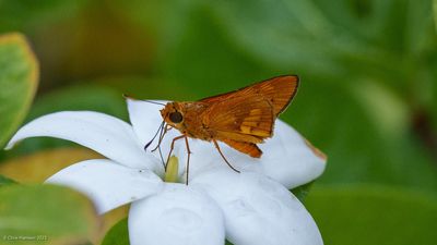 Cephrenes augiadesOrange Palm-Dart