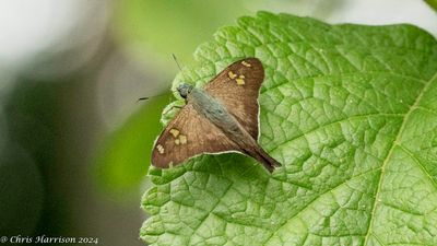 Ectomis asineAsine Longtail