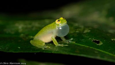  Hyalinobatrachium tatayoiTatoyo's Glass Frog