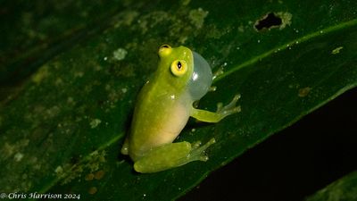  Hyalinobatrachium tatayoiTatoyo's Glass Frog
