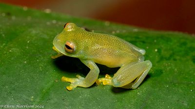  Cochranella granulosaGranular Glass Frog