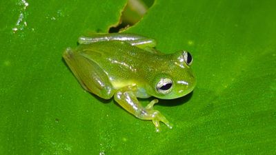  Teratohyla spinosaDwarf Glass Frog