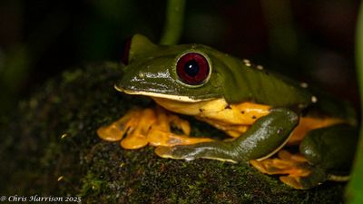 Agalychnis spurrelliGliding Leaf Frog