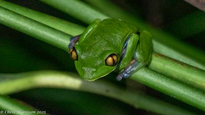 Neotropical Treefrogs and Relatives