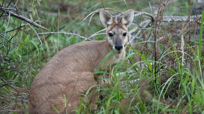 Northern WallarooOsphranter robustus woodwardi