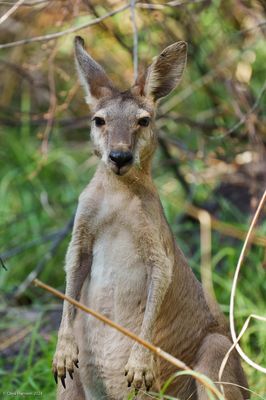 Marsupials