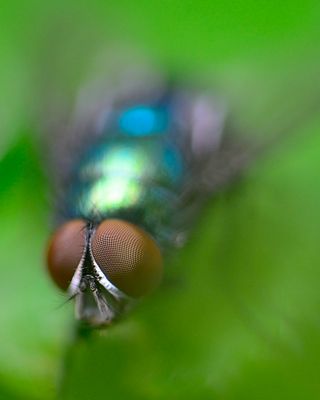 insects