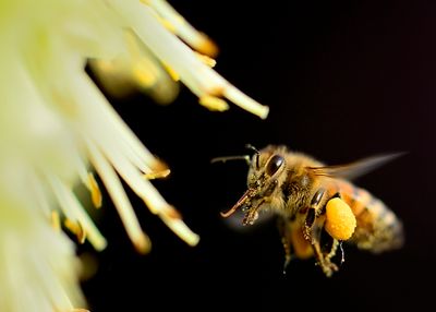 insects