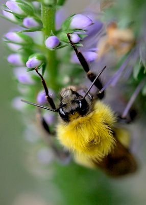 insects