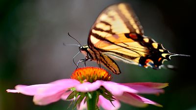 Butterflys and Moths