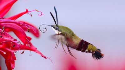 Butterflys and Moths