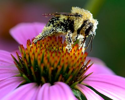 insects