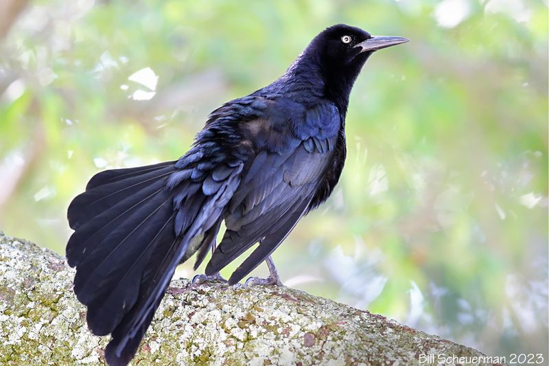 Great-tailed Grackle 