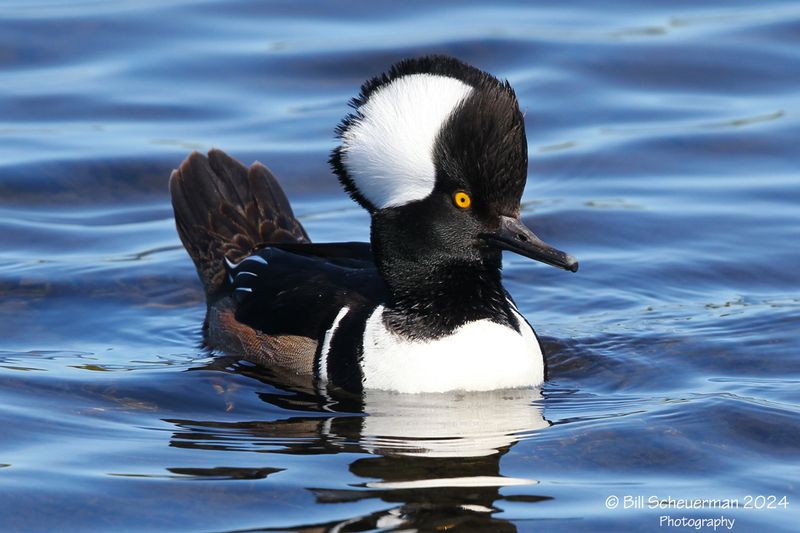 Hooded Merganser