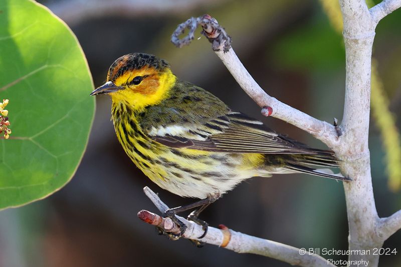 Cape May Warbler