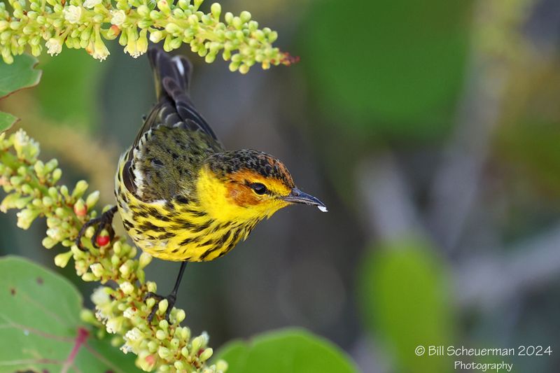 Cape May Warbler