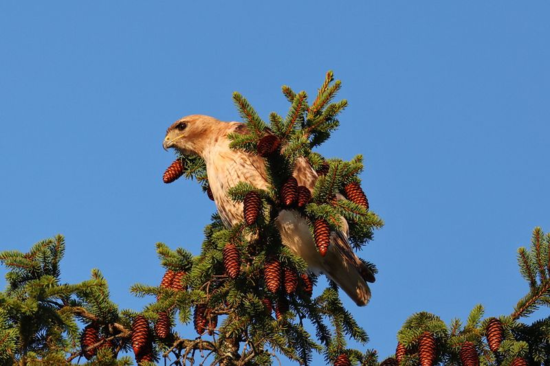 Red-tailed hawk
