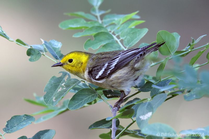 Hermit Warbler
