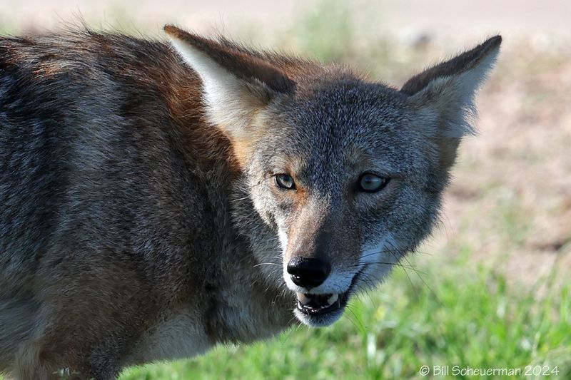 Wile E. Coyote