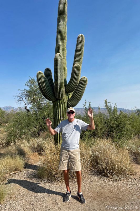 Saguaro Cactus