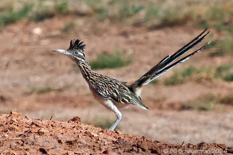 Greater Roadrunner