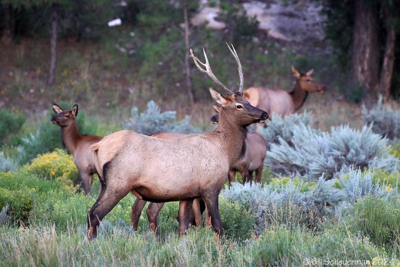 Elk Herd