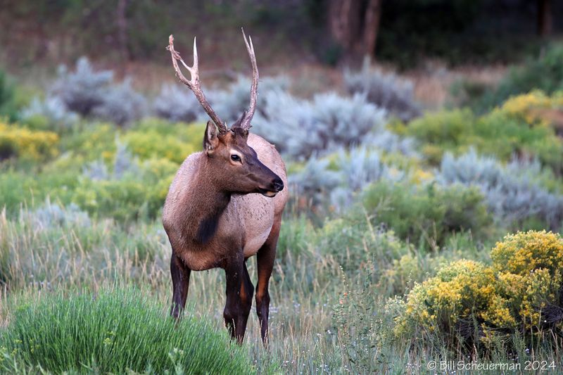Young Bull Elk
