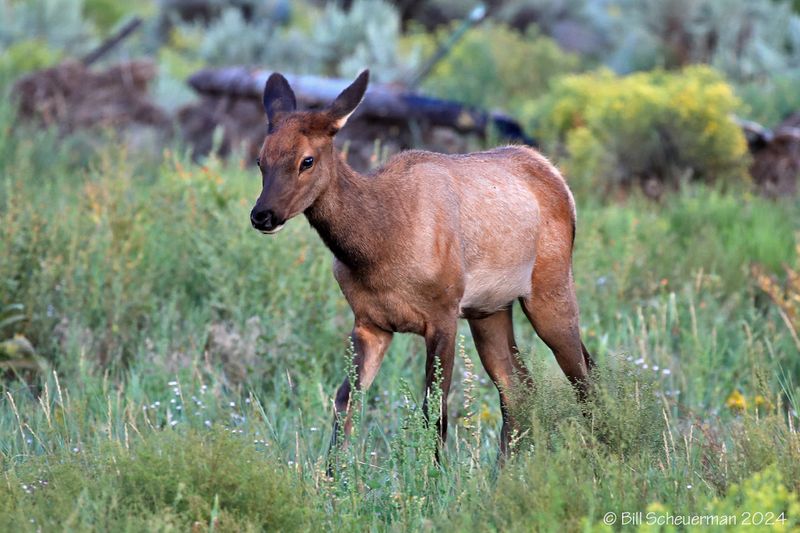 Elk calf