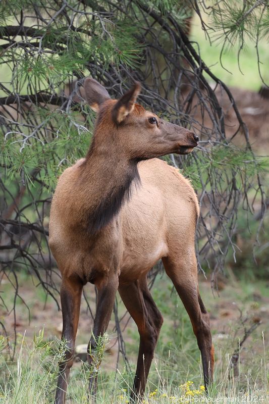 Elk cow
