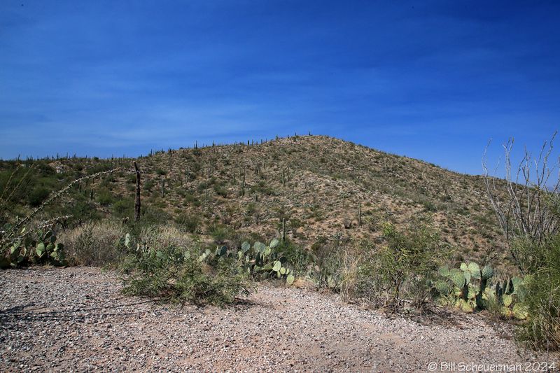Saguaro NP Arizona