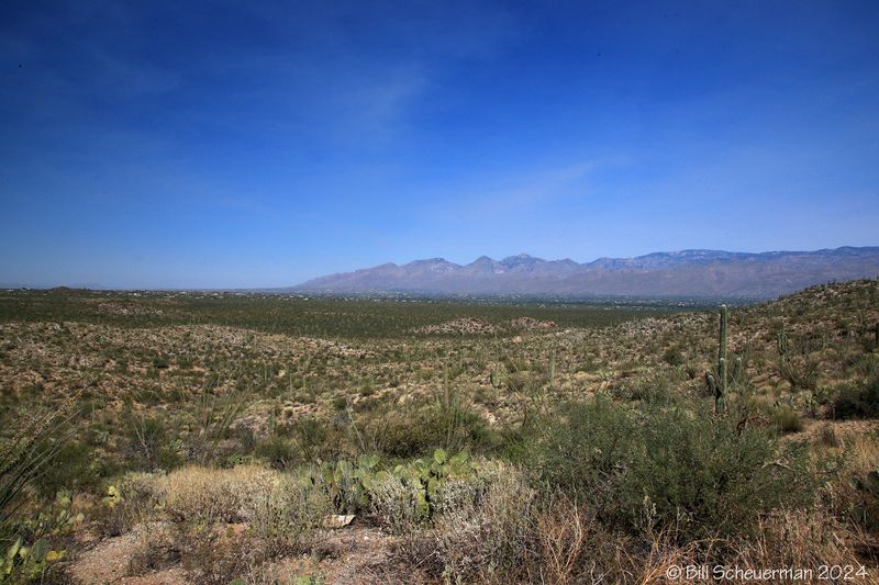 Saguaro NP Arizona